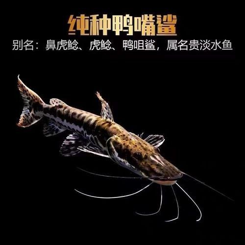 鴨嘴鯊魚屬于什么檔次的品牌