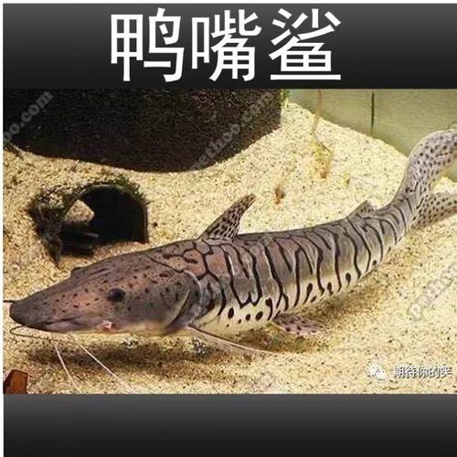 鴨嘴鯊魚屬于什么檔次的品牌