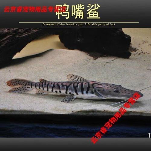 鴨嘴鯊魚屬于什么檔次的品牌
