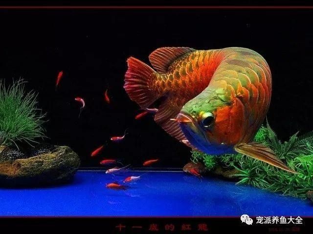 高清紅龍魚壁紙有哪些風格（紅龍魚壁紙的風格多樣可以根據個人喜好和家居裝飾風格進行選擇）