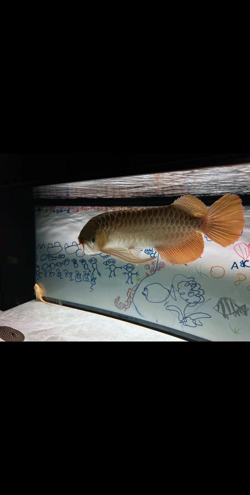 哪種龍魚(yú)更適合白底黑背景？（探討哪種龍魚(yú)更適合白底黑背景時(shí)）