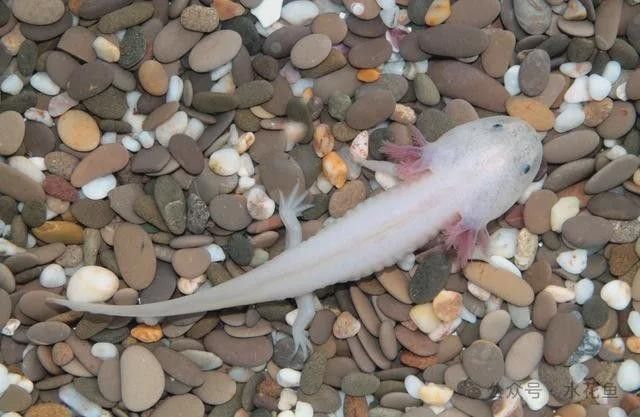 六枝哪個水族館龍魚好？祥龍魚場龍魚