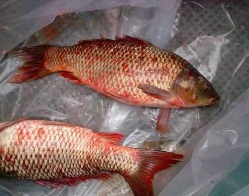 紅金龍魚(yú)不吃食會(huì)死嗎（紅金龍魚(yú)不吃食怎么辦）