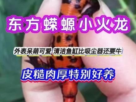 火龍魚的市場(chǎng)價(jià)格如何（廣州龍魚祥龍魚場(chǎng),紅龍魚價(jià)格2688貴嗎）