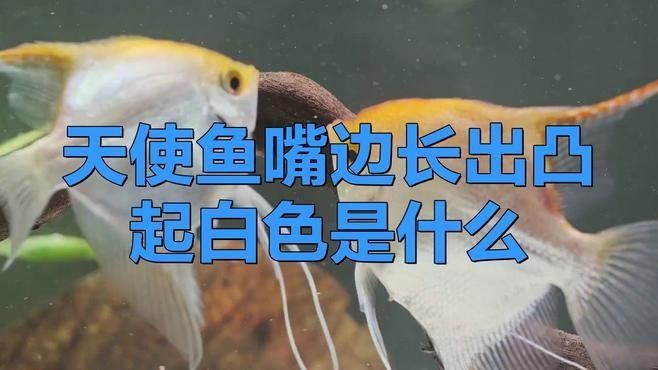 魚嘴巴長白色像米粒的東西 魚嘴巴長白色像米粒的東西 觀賞魚百科 第2張
