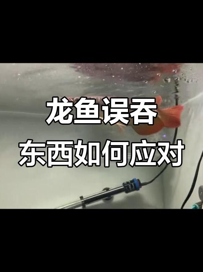 永春龍魚為啥不建議吃（為什么不能吃永春龍魚？）