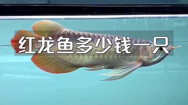 大紅龍魚價格多少錢一條（大紅龍魚價格表廣州龍魚祥龍魚哪個貴一條30萬元）