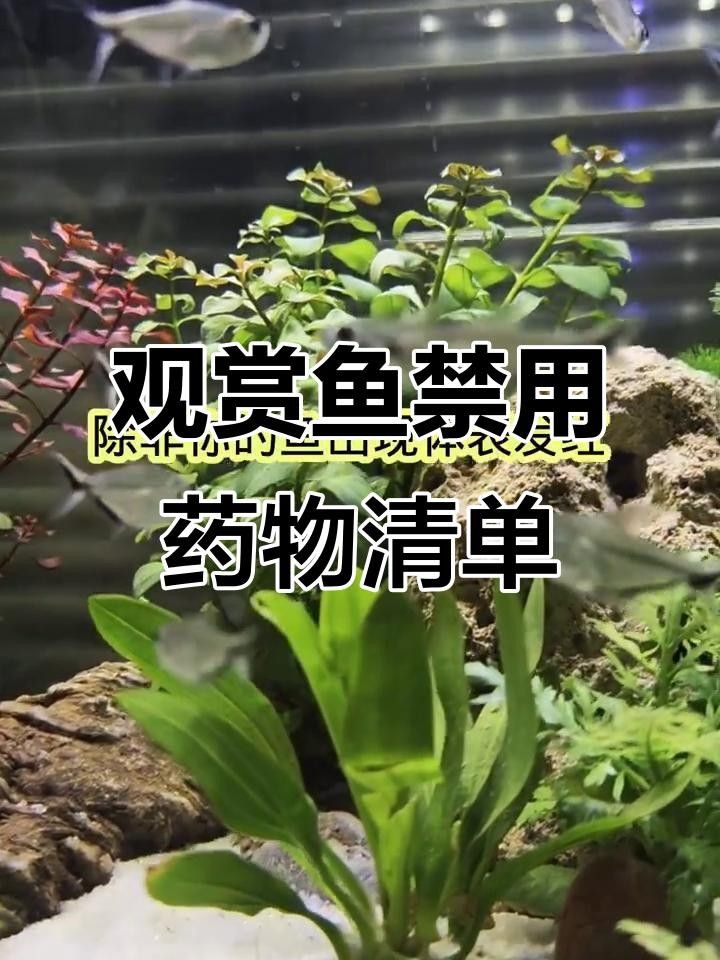 龍魚病最忌三種藥（“龍魚病最忌三種藥”，新手必看，） 龍魚病最忌三種藥（“龍魚病最忌三種藥”，新手必看，） 觀賞魚百科 第2張