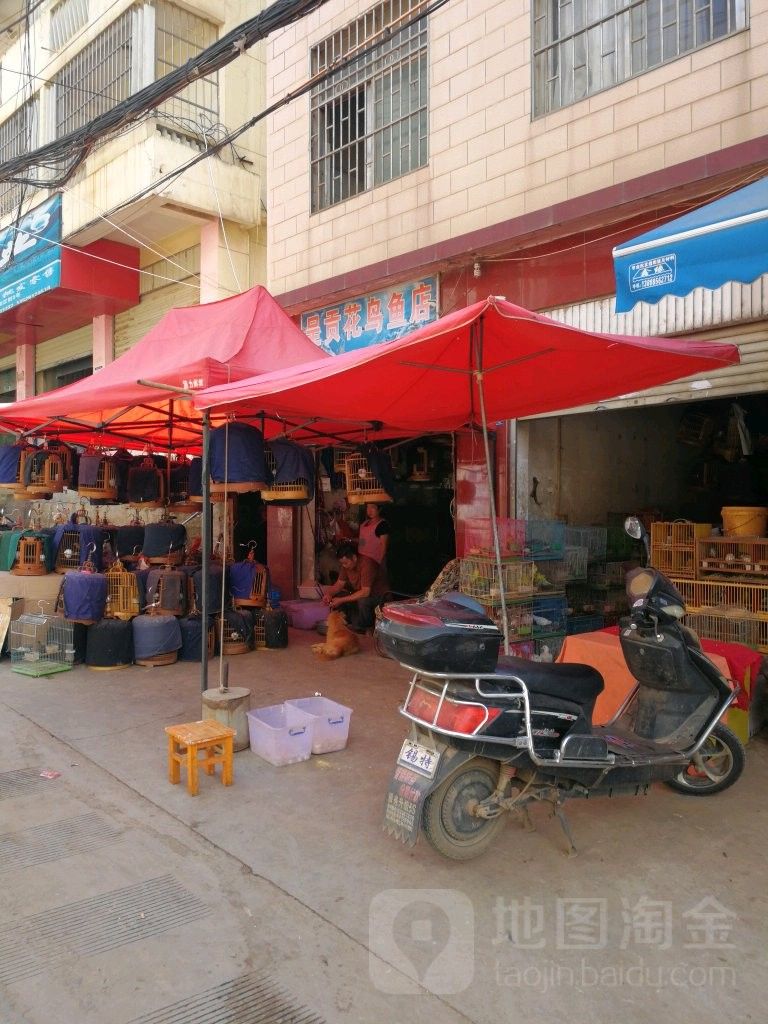 呈貢龍魚（云南省昆明市呈貢區(qū)呈貢龍魚）