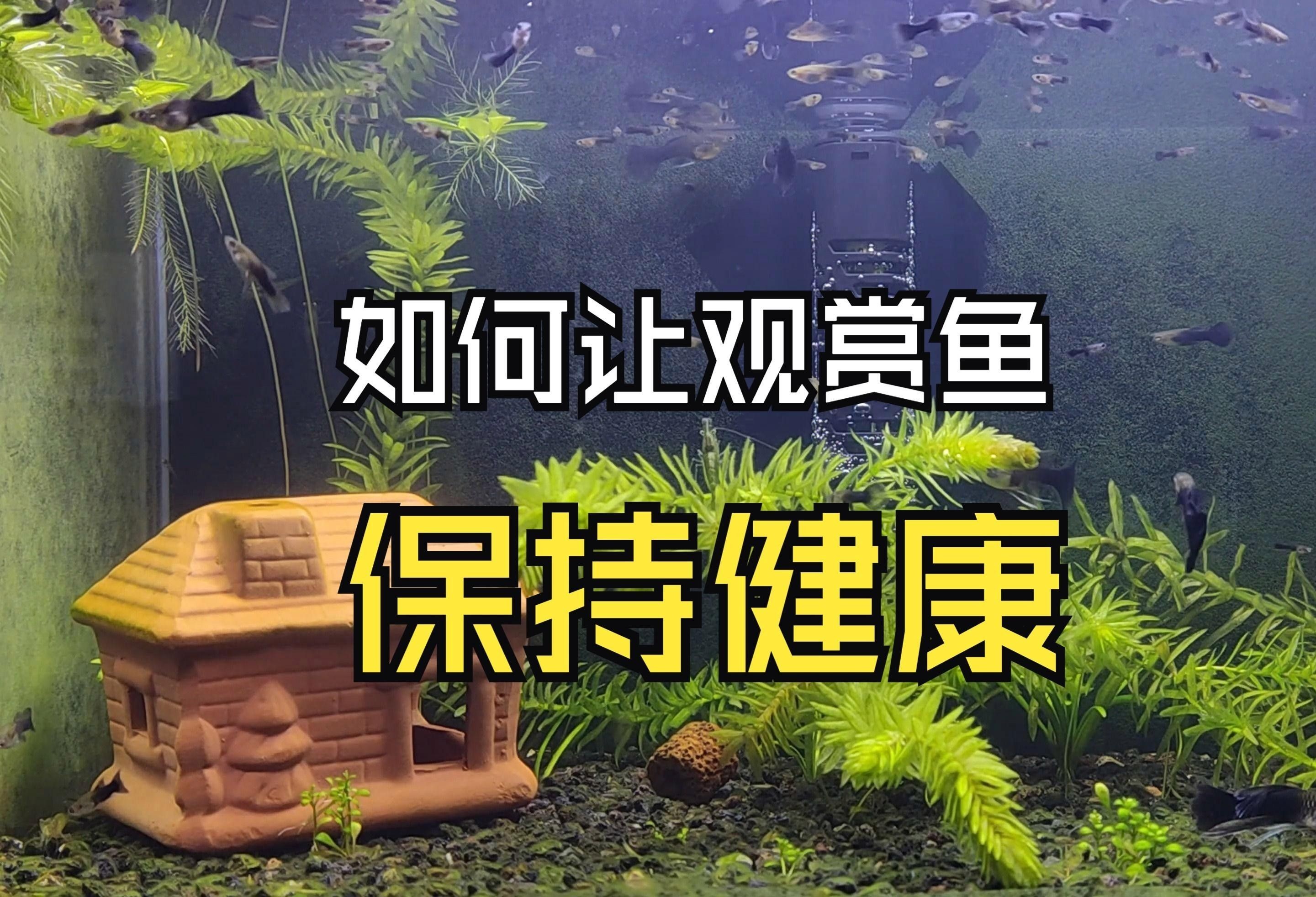 水族疾病觀賞魚（觀賞魚常見疾病及其防治方法） 水族疾病觀賞魚（觀賞魚常見疾病及其防治方法） 觀賞魚百科 第6張