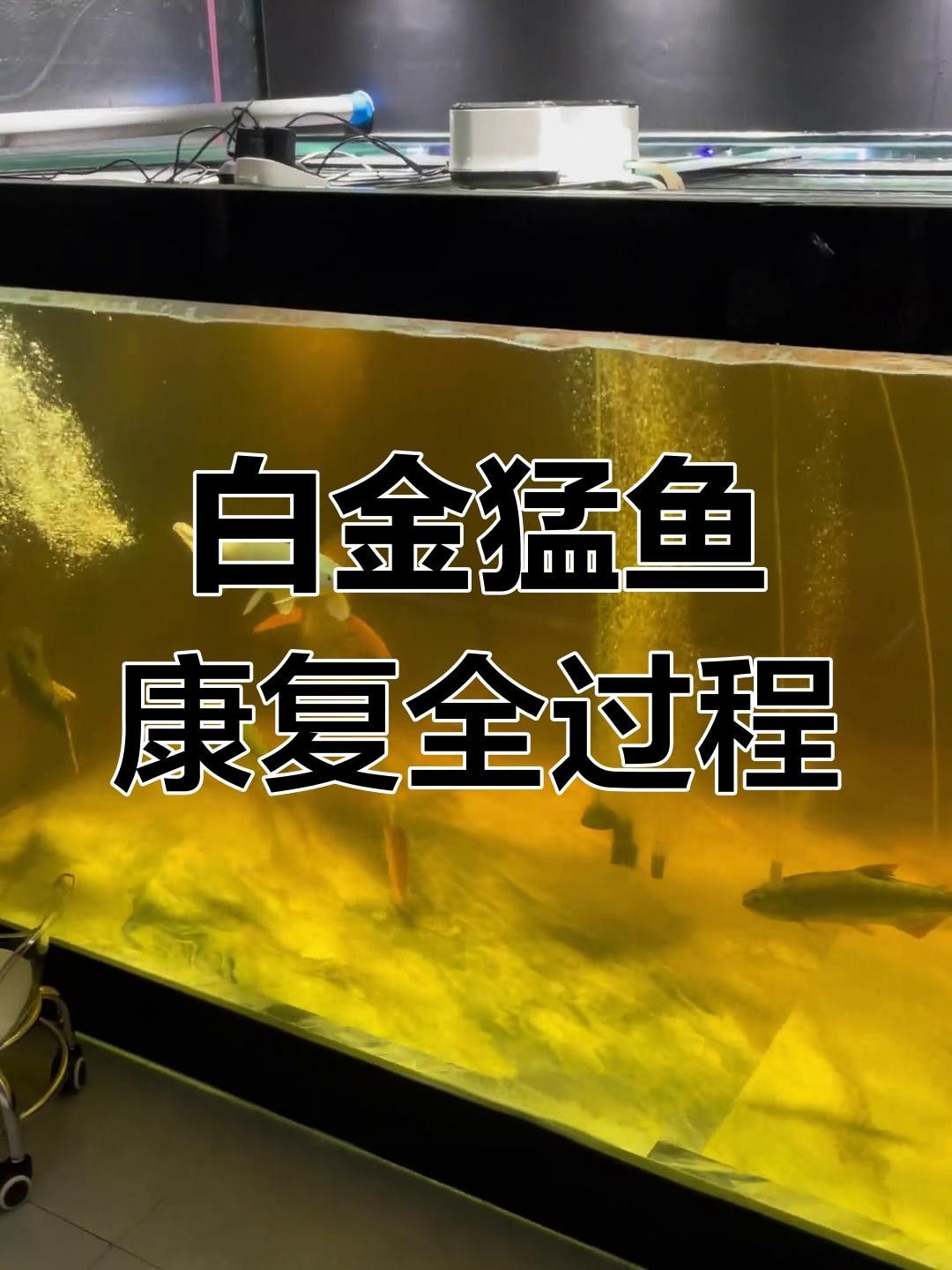 白金猛魚(yú)常見(jiàn)疾病（白金猛魚(yú)常見(jiàn)疾病及其防治方法）