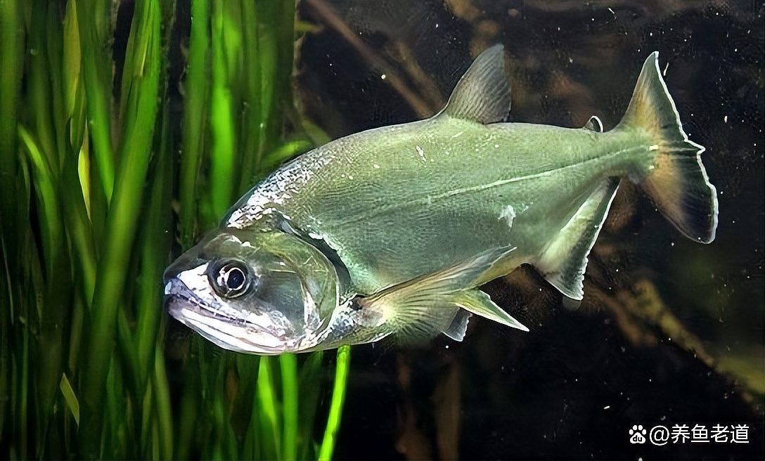 白金猛魚(yú)常見(jiàn)疾病（白金猛魚(yú)常見(jiàn)疾病及其防治方法）