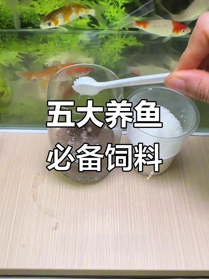 龍魚發色秘訣（實用秘籍龍魚上色技巧大揭秘龍魚發色提升秘訣）