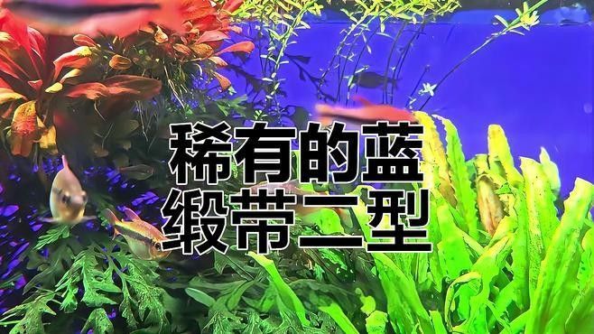 藍(lán)魔鬼魚的價(jià)格是多少