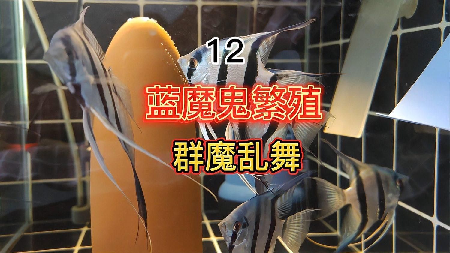 藍(lán)魔鬼魚的價(jià)格是多少