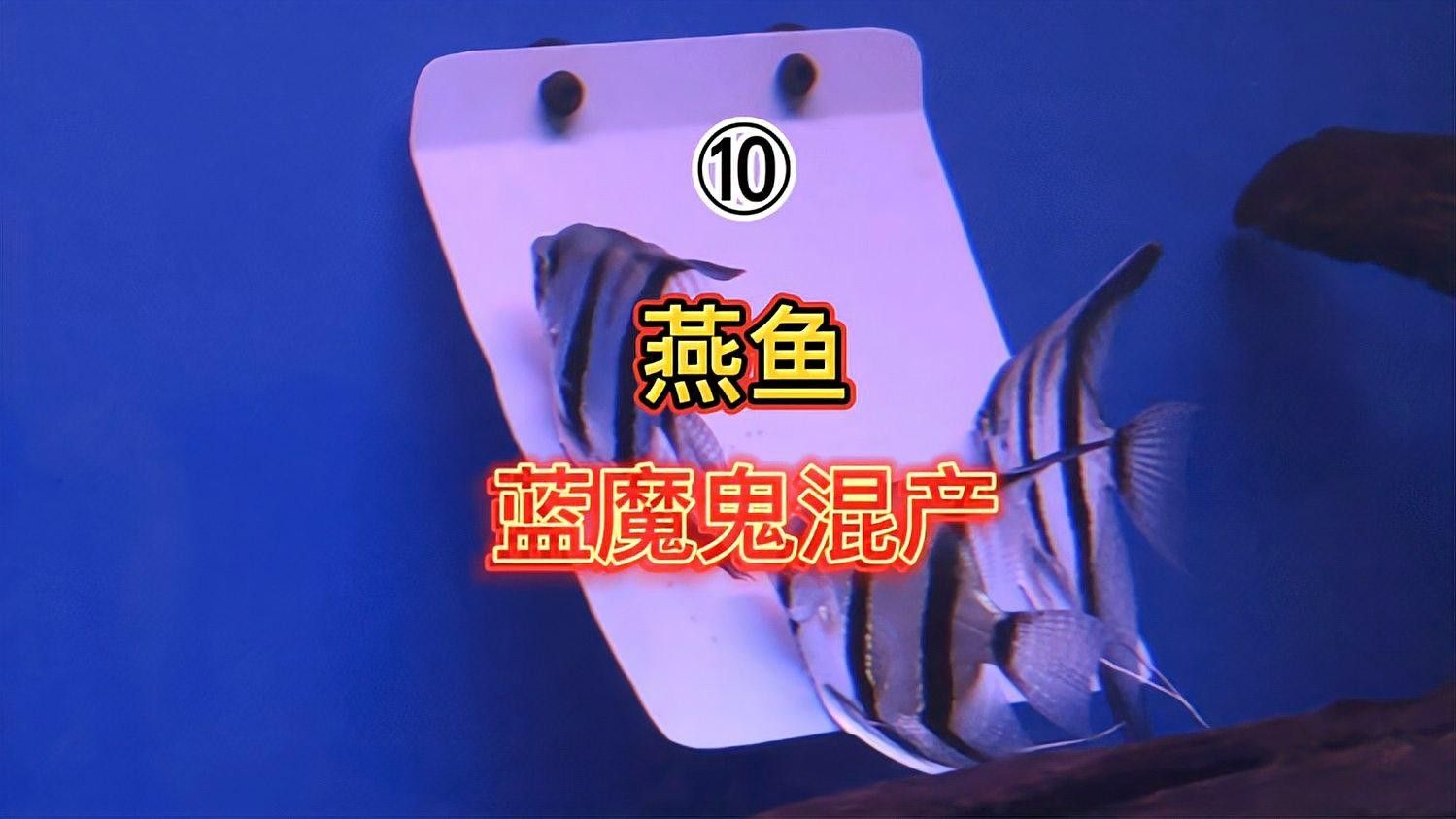 藍(lán)魔鬼魚的價(jià)格是多少