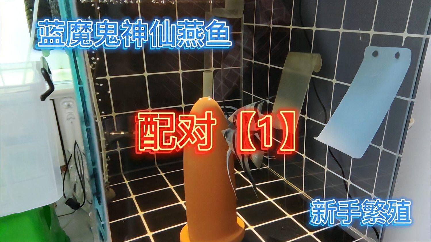 藍(lán)魔鬼魚的價(jià)格是多少