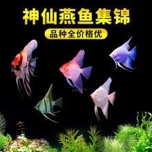 藍(lán)魔鬼魚的價(jià)格是多少