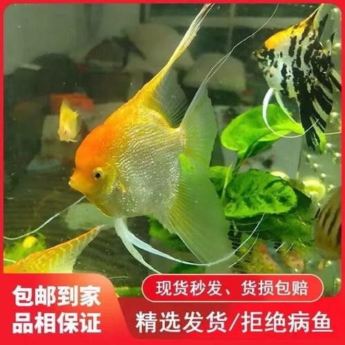 藍(lán)魔鬼魚的價(jià)格是多少