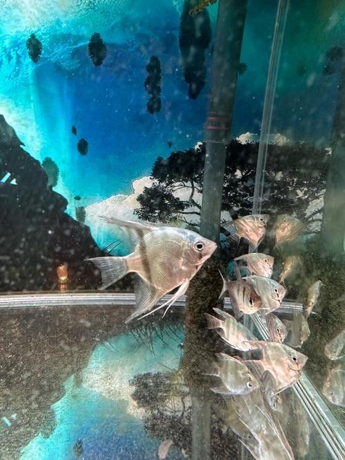 藍(lán)魔鬼魚的價(jià)格是多少