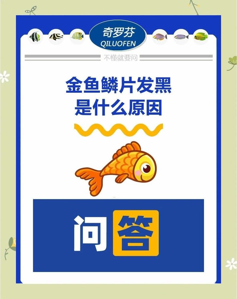 金龍魚鱗片發(fā)黑會(huì)自愈嗎？（金龍魚鱗片發(fā)黑是否能自愈取決于具體原因和應(yīng)對(duì)建議）