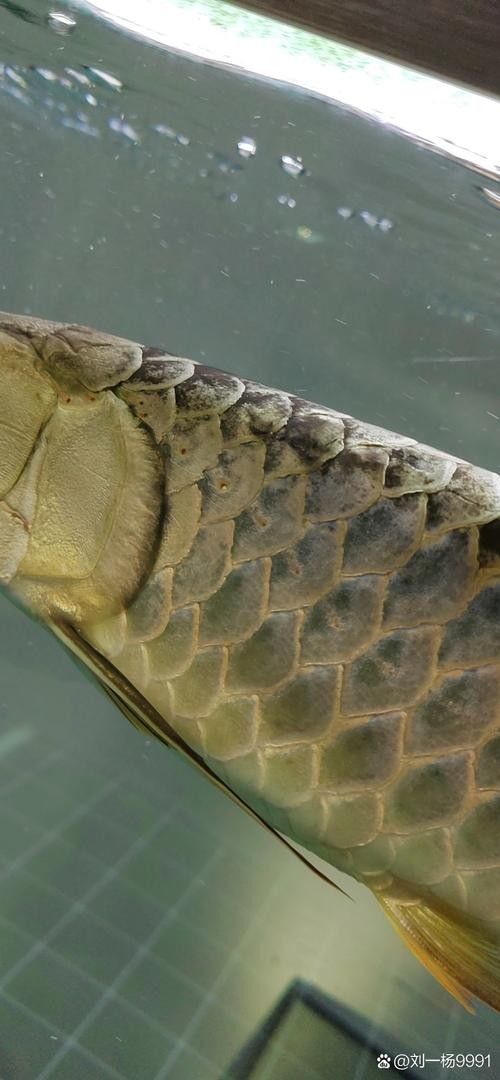 金龍魚鱗片發(fā)黑會(huì)自愈嗎？（金龍魚鱗片發(fā)黑是否能自愈取決于具體原因和應(yīng)對(duì)建議）