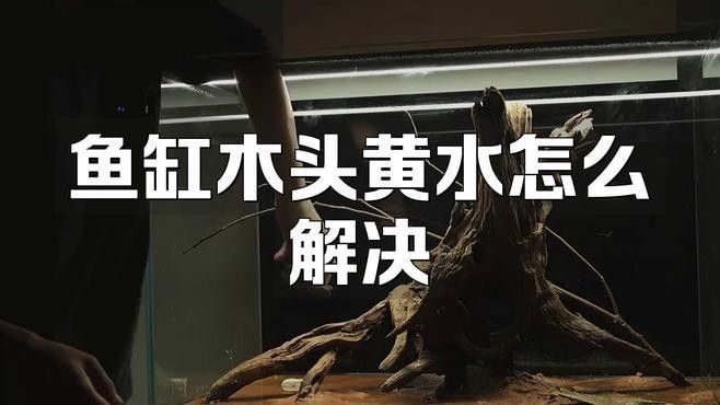 沉木黃水如何處理？（沉木黃水處理方法） 沉木黃水如何處理？（沉木黃水處理方法） 龍魚百科 第4張