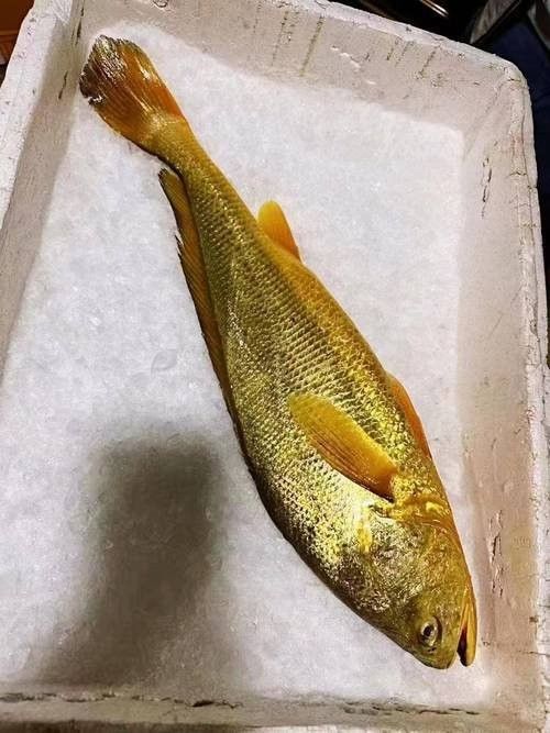 黃花魚的價格是多少（落日eueu雨田青黃花魚價格一覽，野生大黃魚和小黃魚價格一覽）