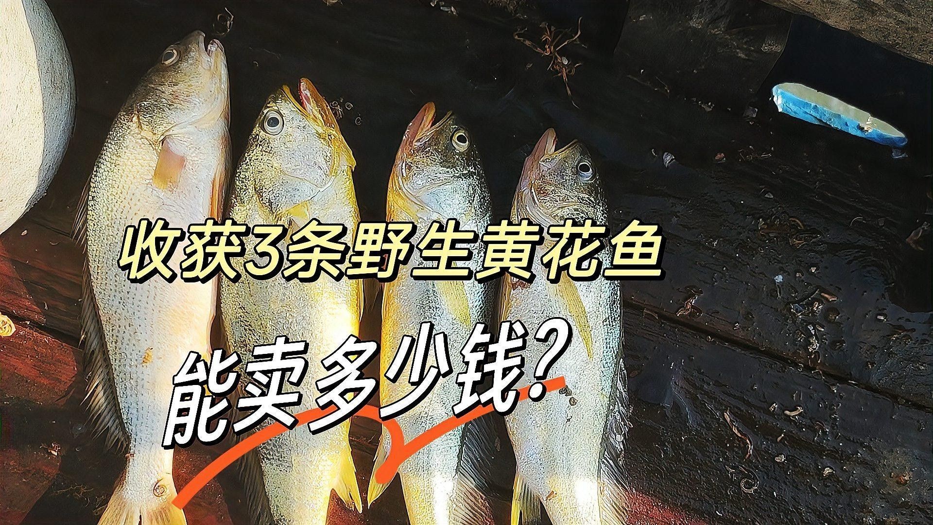 黃花魚的價格是多少（落日eueu雨田青黃花魚價格一覽，野生大黃魚和小黃魚價格一覽）