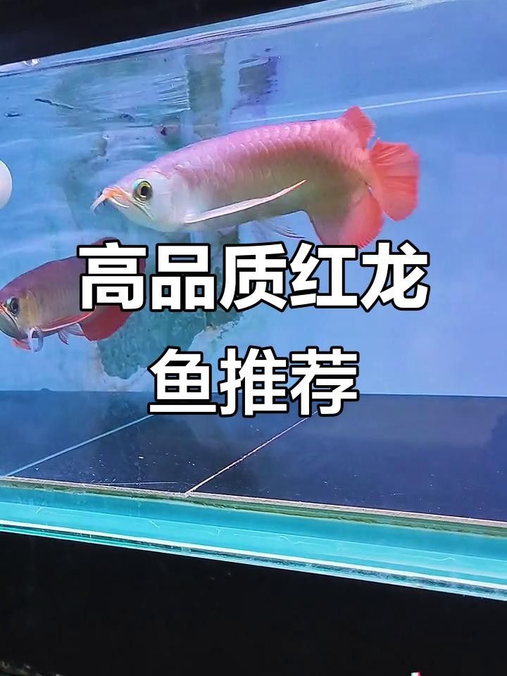 朝陽紅龍魚價格表和圖片（朝陽紅龍魚價格表）