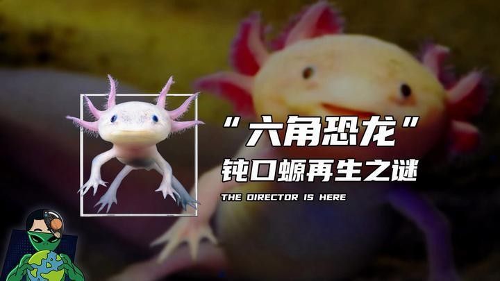 六角恐龍魚繁殖過程是怎樣的（六角恐龍魚的繁殖方式）