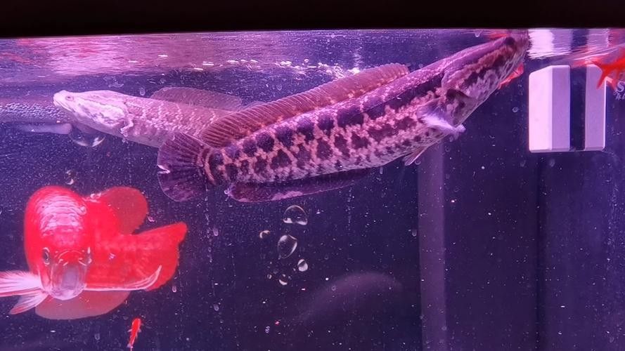 最貴的黑龍魚（世界上價格最貴的魚類是什么）