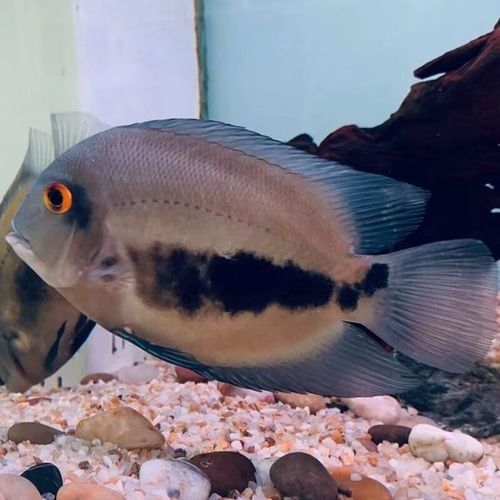 黑云魚屬于什么檔次的品牌（“黑云魚”并非一個品牌，而是一種觀賞魚的名稱1）