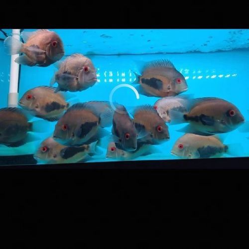黑云魚屬于什么檔次的品牌（“黑云魚”并非一個品牌，而是一種觀賞魚的名稱1）