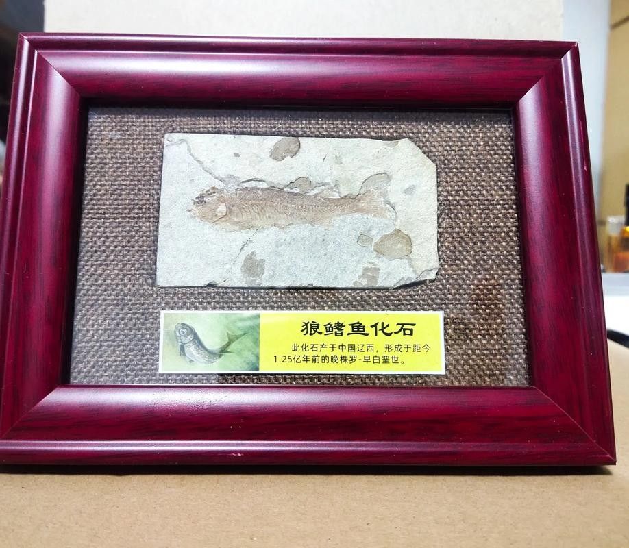 給我一些金龍魚化石的圖片（中國首次發現保存完美的金龍魚化石）