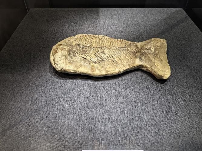 給我一些金龍魚化石的圖片（中國首次發現保存完美的金龍魚化石）