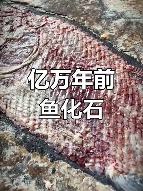 給我一些金龍魚化石的圖片（中國首次發現保存完美的金龍魚化石）