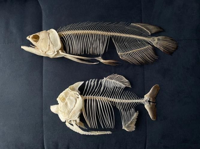 龍魚死亡后，如何判斷水質(zhì)是否恢復(fù)，「龍魚死亡后如何判斷水質(zhì)是否恢復(fù)是至關(guān)重要的