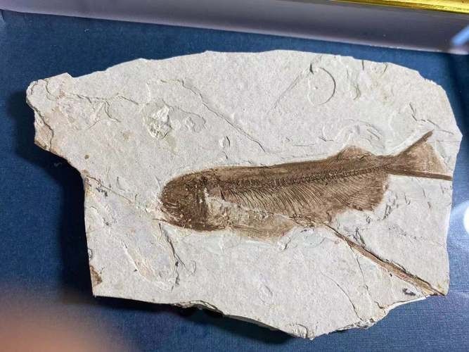 給我一些金龍魚化石的圖片（中國首次發現保存完美的金龍魚化石）