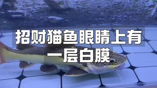招財貓魚常見病及治療（招財貓魚常見疾病及其治療措施）