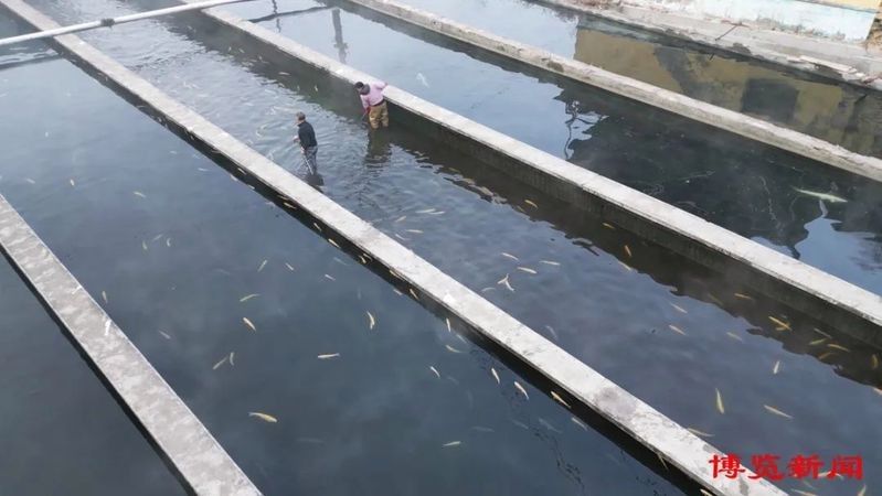 博山龍魚