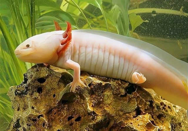 六角恐龍魚可以長多大（六角恐龍魚的大小）
