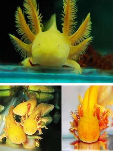 四腳龍魚圖片高清（“四腳龍魚”高清圖片鑒別真假四腳龍魚的壽命有多長）