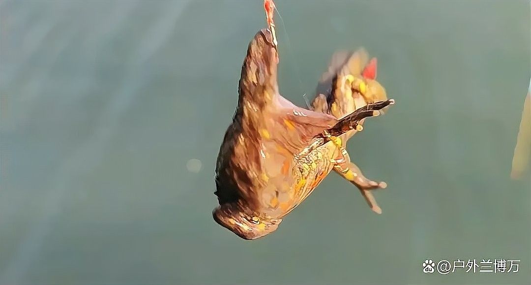 四腳龍魚圖片高清（“四腳龍魚”高清圖片鑒別真假四腳龍魚的壽命有多長）
