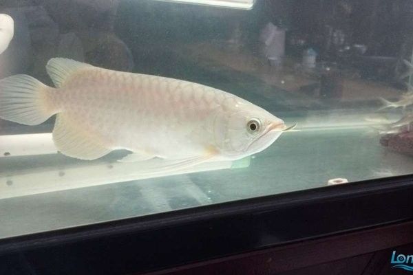 青龍魚多大開始繁殖？（青龍魚的繁殖年齡和時間） 青龍魚多大開始繁殖？（青龍魚的繁殖年齡和時間） 龍魚百科 第7張
