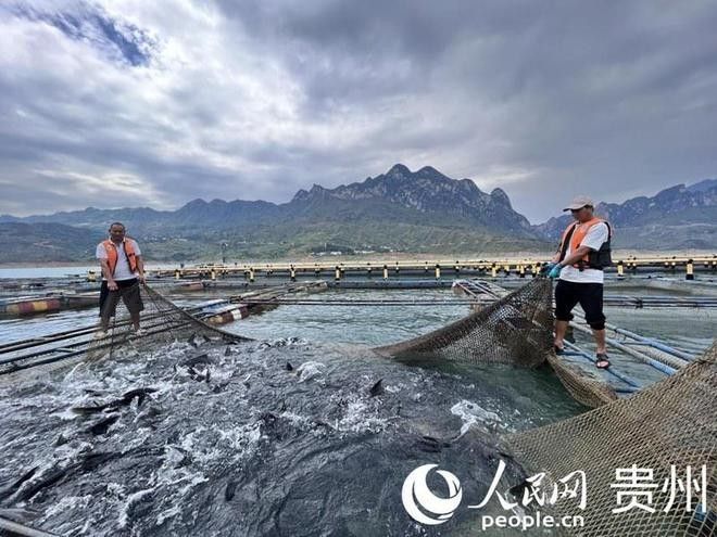 興義哪個水族館龍魚好？祥龍魚場龍魚（《海怪食譜2.0》全新上架深圳博物館祥龍魚場）