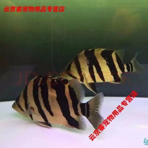 印尼虎三紋帶暗紋的好還是四紋的好（印尼虎三紋和四紋印尼虎的價格差異大嗎印尼虎三紋和四紋哪個好）