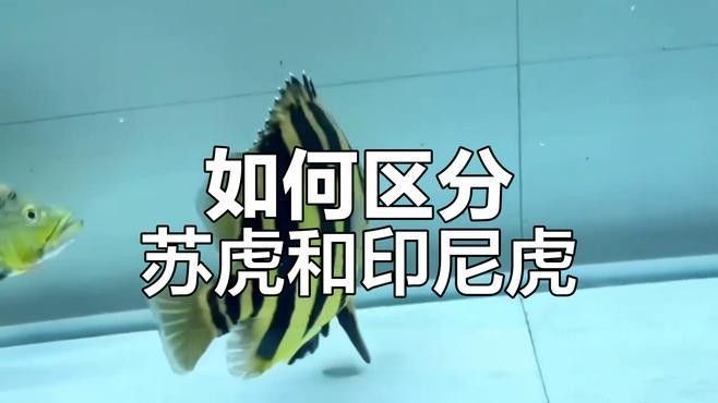 印尼虎三紋帶暗紋的好還是四紋的好（印尼虎三紋和四紋印尼虎的價格差異大嗎印尼虎三紋和四紋哪個好）