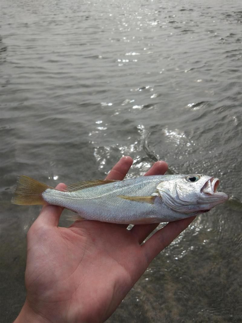 湛江白花魚（湛江白花魚是怎樣的一種魚雅歌湛江白花魚的養殖技術）
