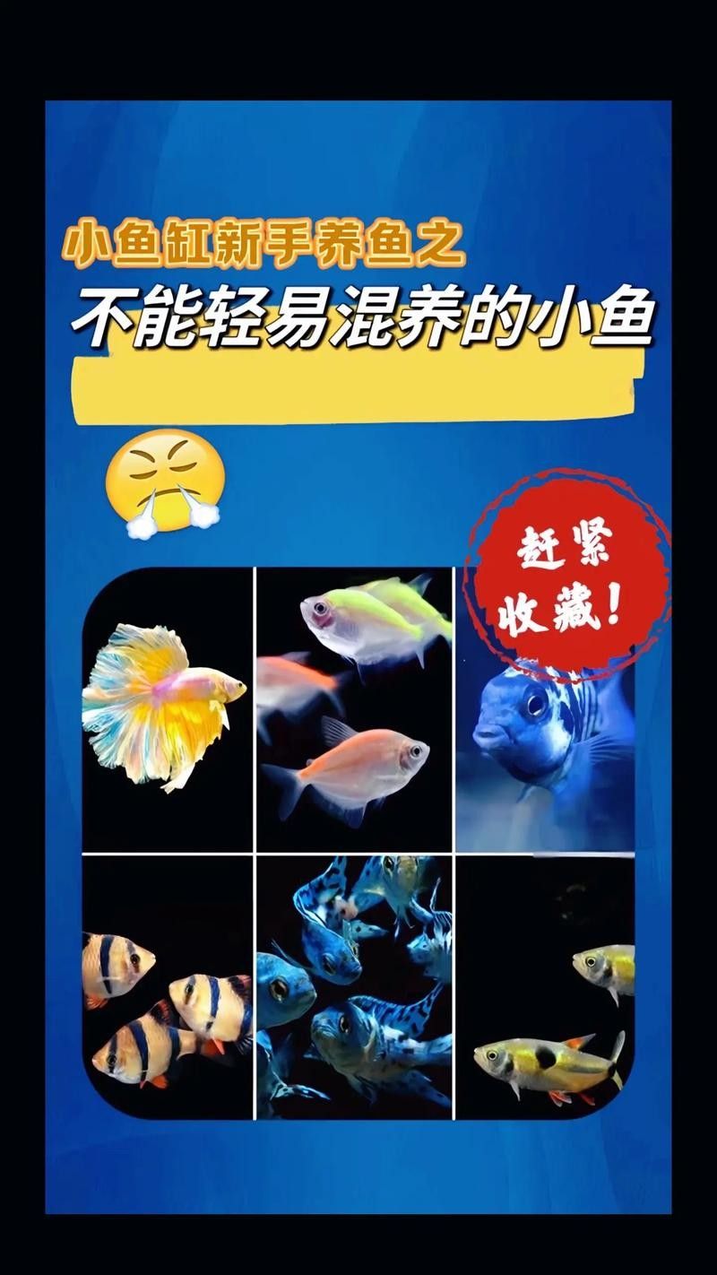 新手混養(yǎng)魚的最佳搭配有哪些？